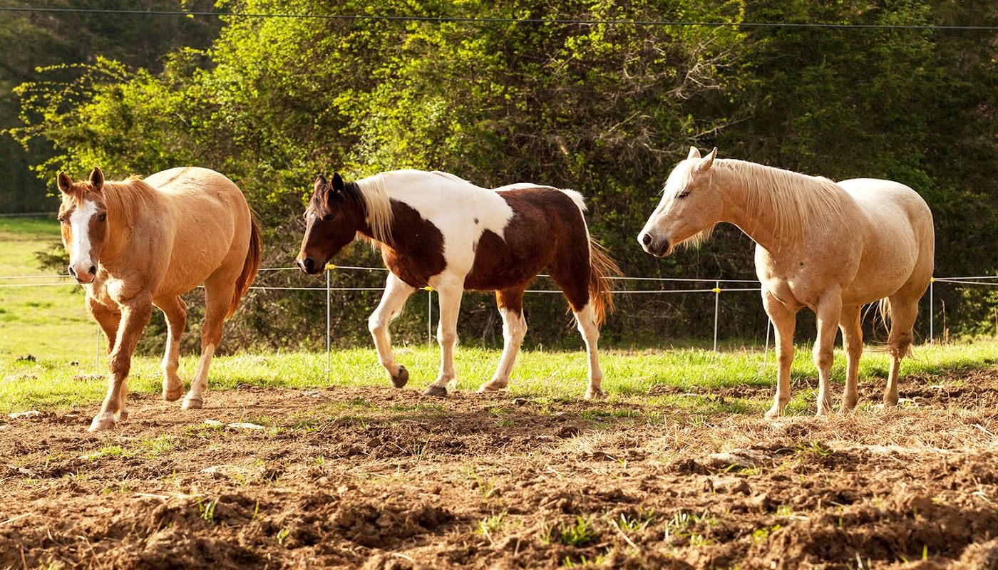 Magnolia Ranch Recovery