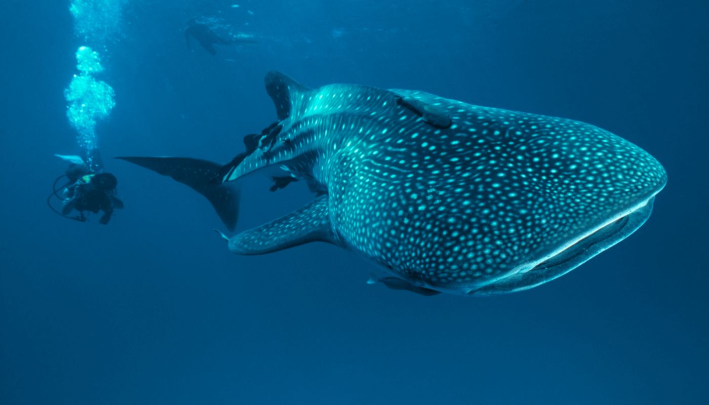 Nueva Vida Recovery Home